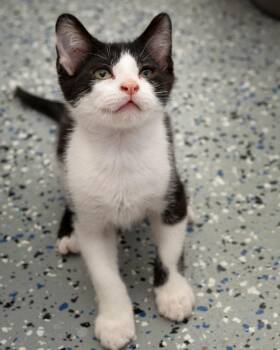 Taylor -  Domestic Short Hair Cat for Adoption in Boone, Iowa - Taylor | PetCurious