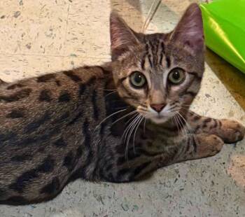 Tabby Cats Available for Adoption in Beckley, West Virginia - Cleo | PetCurious