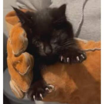Domestic Short Hair Cats Available for Adoption in Rocky Mount, Virginia - Hunchback | PetCurious