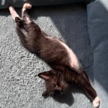 Puck 2 -  Domestic Short Hair Cat for Adoption - Puck 2 | PetCurious