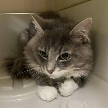 Snow -  Domestic Long Hair Cat for Adoption in Lynchburg, Virginia - Snow | PetCurious