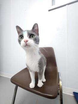 Posie -  Domestic Short Hair Cat for Adoption in Shelby, Michigan - Posie | PetCurious