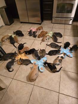 Rescue Tabby Cats for Adoption in Phoenix, Arizona - Feeding @ SCKR June 2025 | PetCurious