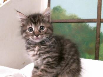 Domestic Short Hair Cats Available for Adoption in Houston, Texas - SQUASH | PetCurious