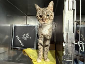 George -  Domestic Short Hair Cat for Adoption in New York, New York - George | PetCurious