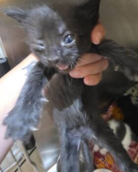 Latte -  Domestic Short Hair Cat for Adoption in Cleveland, Tennessee - Latte | PetCurious