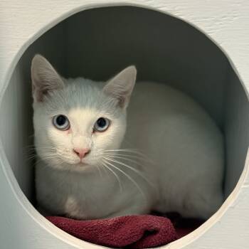 Rescue Domestic Short Hair Cats for Adoption in Long Beach, California - Blue Eyes | PetCurious