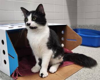 GREEDY GOBLIN -  Domestic Short Hair Cat for Adoption in Omaha, Nebraska - GREEDY GOBLIN | PetCurious