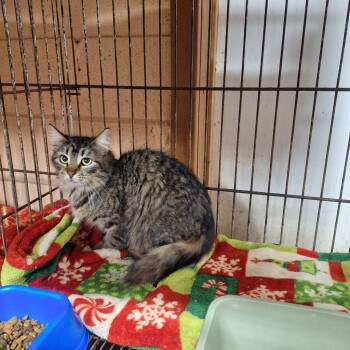 River -  Domestic Long Hair Cat Available for Adoption in Gautier, Mississippi - River | PetCurious