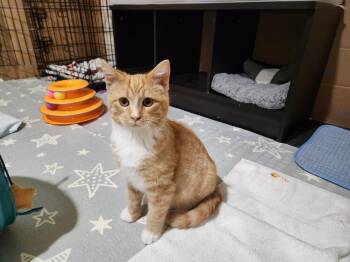 Domestic Short Hair Cats Available for Adoption in Wheaton, Illinois - Drew | PetCurious