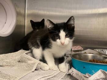 YOYO -  Domestic Short Hair Cat for Adoption in Tustin, California - YOYO | PetCurious