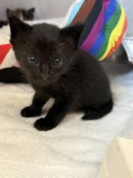 Rescue Domestic Short Hair Cats for Adoption in Fernandina Beach, Florida - VENOM | PetCurious