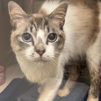 Oliver -  Domestic Medium Hair Cat for Adoption in League City, Texas - Oliver | PetCurious