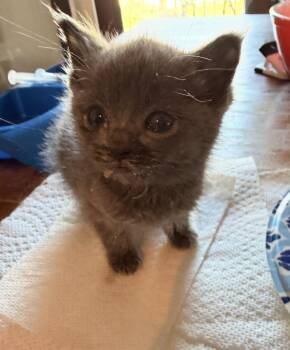 Domestic Short Hair Cats Available for Adoption in Poplar Grove, Illinois - Lemonade | PetCurious