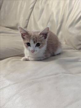 *MILA -  Domestic Short Hair Cat for Adoption in Woodland, California - *MILA | PetCurious