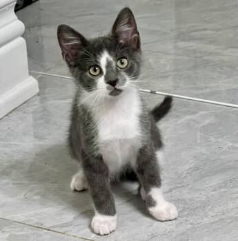 Emry (bonded with Evie) -  Domestic Short Hair Cat for Adoption in Vaughan, Ontario - Emry (bonded With Evie) | PetCurious