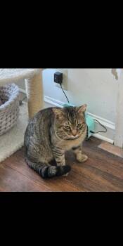 Domestic Short Hair Cats Available for Adoption - Keegan Kenmore | PetCurious