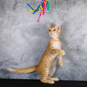 Cheeseball -  Tabby and Domestic Short Hair Cat for Adoption in St. Cloud, Florida - Cheeseball | PetCurious