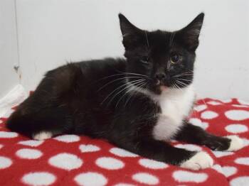 GLORY -  Domestic Short Hair Cat for Adoption in Sacramento, California - GLORY | PetCurious