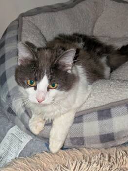 Sterling -  Domestic Long Hair Cat for Adoption in Edmonton, Alberta - Sterling | PetCurious