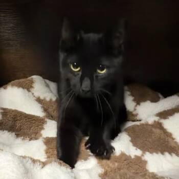 Domestic Short Hair Cats Available for Adoption - Stanley | PetCurious