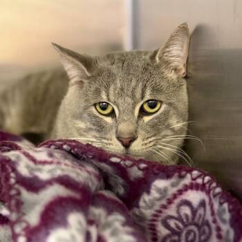 Domestic Short Hair Cats Available for Adoption - Tabasco | PetCurious