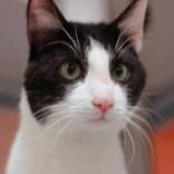 Domestic Short Hair Cats Available for Adoption in Hilliard, Ohio - Finnigan | PetCurious