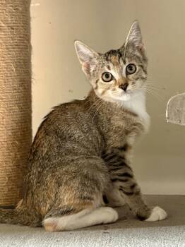Palm -  Domestic Short Hair Cat for Adoption in Phoenix, Arizona - Palm | PetCurious