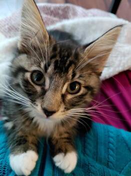 Frisbee -  Domestic Medium Hair Cat for Adoption in Millcreek, Utah - Frisbee | PetCurious