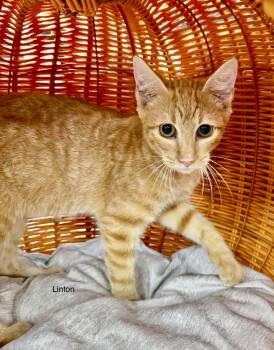 Linton happy kitten -  Tabby Cat for Adoption in Jackson, Georgia - Linton Happy Kitten | PetCurious