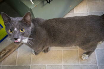 Rescue Domestic Short Hair Cats for Adoption in Greenville, Delaware - Gravie (FCID# 10/27/2025 - 18 Trainer) | PetCurious