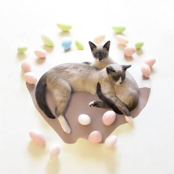 Siamese Cats Available for Adoption in North Bergen, New Jersey - Zala & Loki  | PetCurious