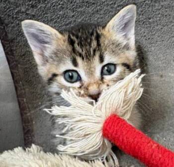 Domestic Short Hair Cats Available for Adoption in San Jose, California - Sarge (bonded W/ Carly) | PetCurious