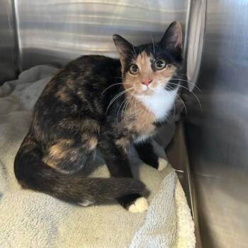 Carly -  Domestic Short Hair Cat for Adoption in Knoxville, Tennessee - Carly | PetCurious