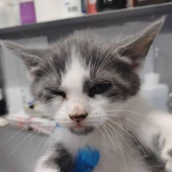 Domestic Short Hair Cats Available for Adoption in Summerville, South Carolina - Bay | PetCurious