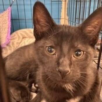 Fuzzybuns -  Domestic Short Hair Cat for Adoption in Louisville, Kentucky - Fuzzybuns | PetCurious