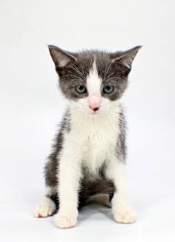 Gabriel -  Domestic Short Hair Cat for Adoption in Morton Grove, Illinois - Gabriel | PetCurious