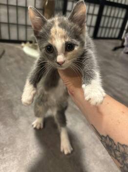 Judy Hopps -  Dilute Calico Cat for Adoption in Hamilton, Ontario - Judy Hopps | PetCurious