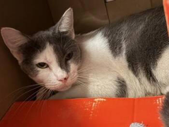 Baela -  Domestic Short Hair Cat for Adoption in West Chester, Pennsylvania - Baela | PetCurious