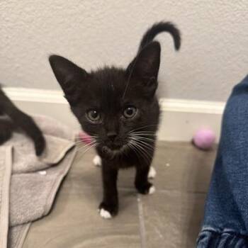 Sponge Cake -  Domestic Short Hair Cat for Adoption in Roseville, California - Sponge Cake | PetCurious
