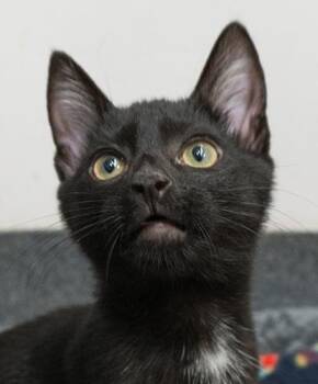 Jaspurr -  Domestic Short Hair Cat for Adoption in Encinitas, California - Jaspurr | PetCurious