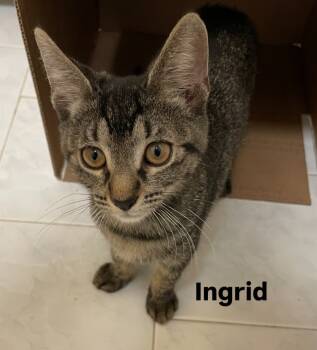 Rescue Domestic Short Hair Cats for Adoption in New York, New York - Ingrid | PetCurious
