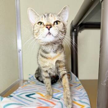 Coco -  Domestic Short Hair Cat for Adoption in Jeffersonville, Indiana - Coco | PetCurious