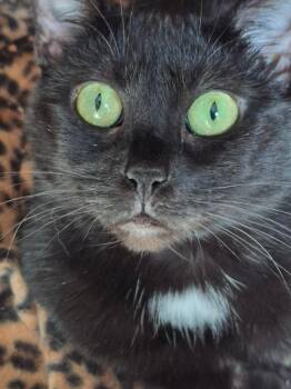 (Bonded Pair) Princess and Cassidy -  Domestic Short Hair Cat for Adoption in Mayfield, New York - (Bonded Pair) Princess And Cassidy | PetCurious