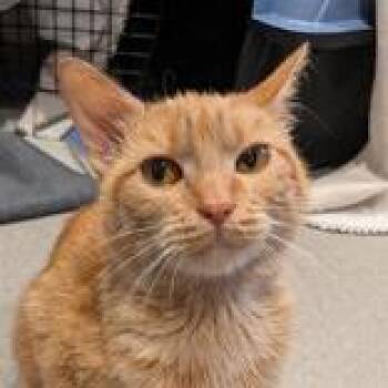 Domestic Short Hair Cats Available for Adoption in Hilliard, Ohio - Juno | PetCurious
