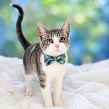Rummy -  Domestic Short Hair Cat for Adoption in Binghamton, New York - Rummy | PetCurious