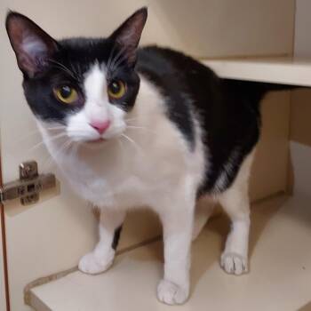 Domestic Short Hair Cats Available for Adoption in Dayton, Ohio - Sea Cucumber | PetCurious