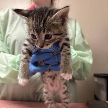 Arte Fact -  Domestic Short Hair Cat for Adoption in Tempe, Arizona - Arte Fact | PetCurious