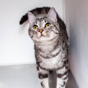 Soda -  Domestic Short Hair Cat for Adoption in Hattiesburg, Mississippi - Soda | PetCurious