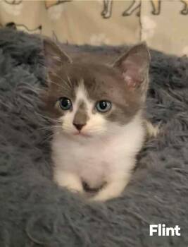 Rescue Domestic Short Hair Cats for Adoption in El Dorado, Arkansas - Flint | PetCurious